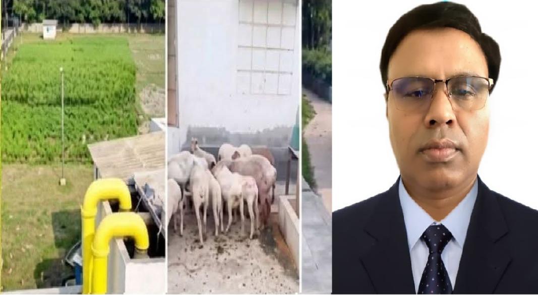 বরিশাল রূপাতলী ওয়াটার ট্রিটমেন্ট প্লান্টে পশুখামার