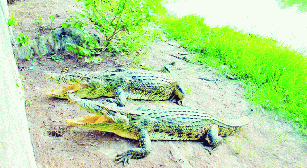 বরগুনার তালতলী টেংরাগিরি ইকোপার্কের কুমির প্রজনন কেন্দ্রের দুই সদস্য ‘টেংরা’ ও ‘ছখিনা’।