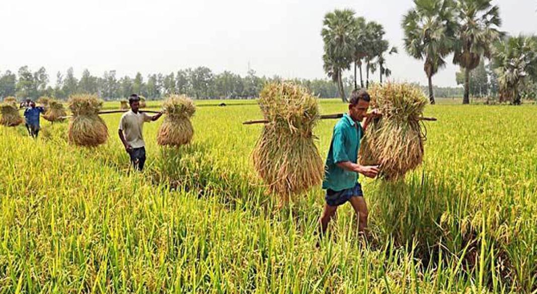 কৃষি