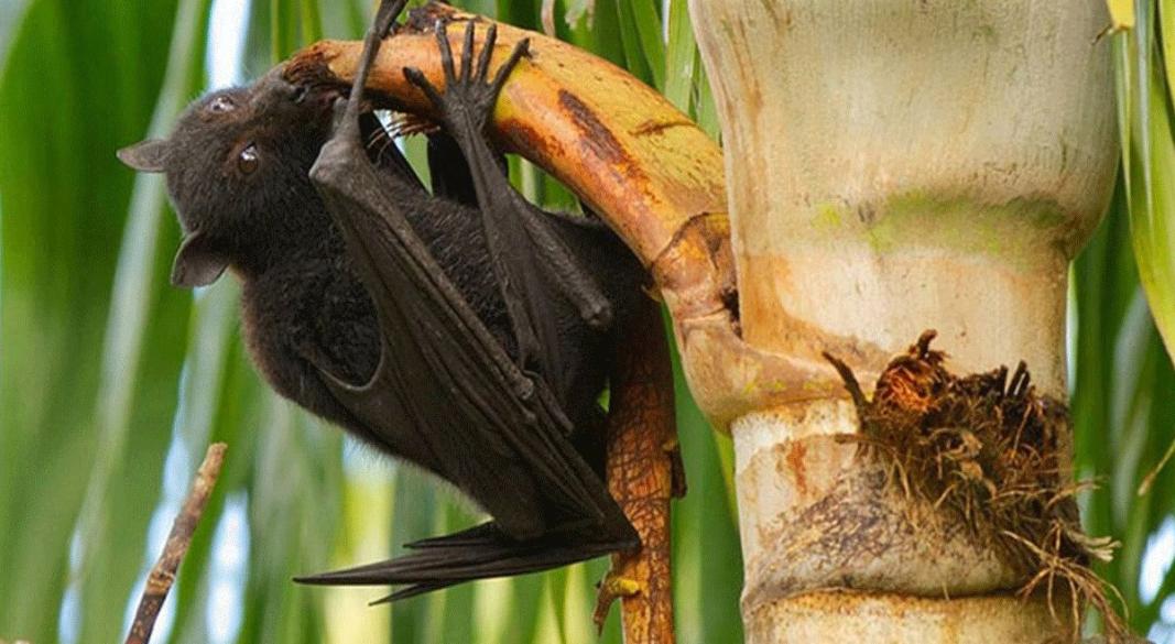 নিপাহ ভাইরাস