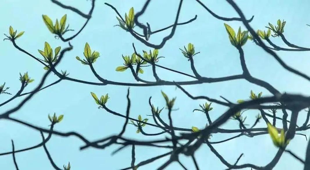 নতুন বসন্তের গল্প