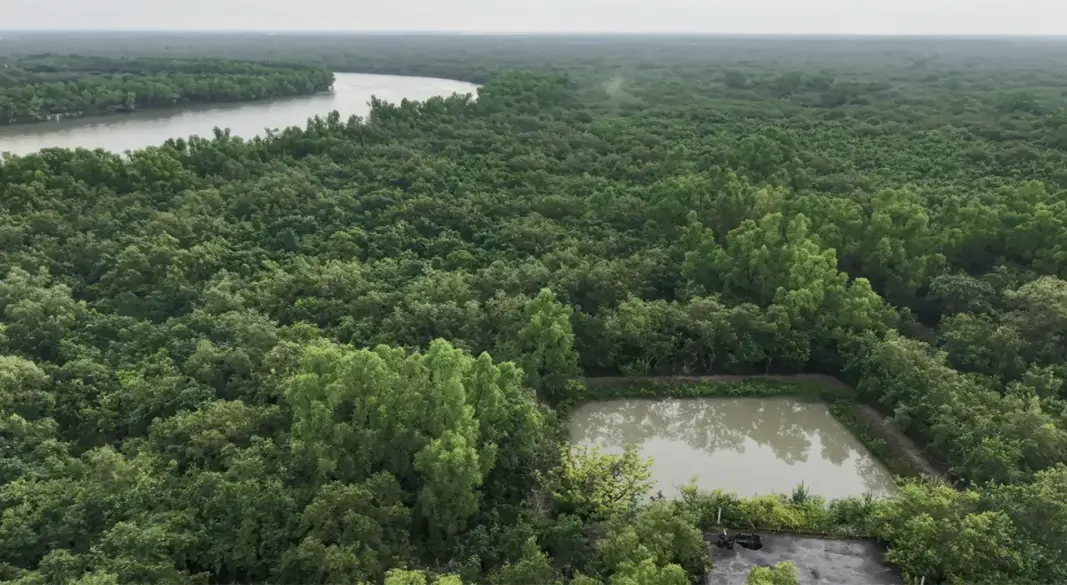 সুন্দরবনে কাঁকড়া আহরণ শুরু।